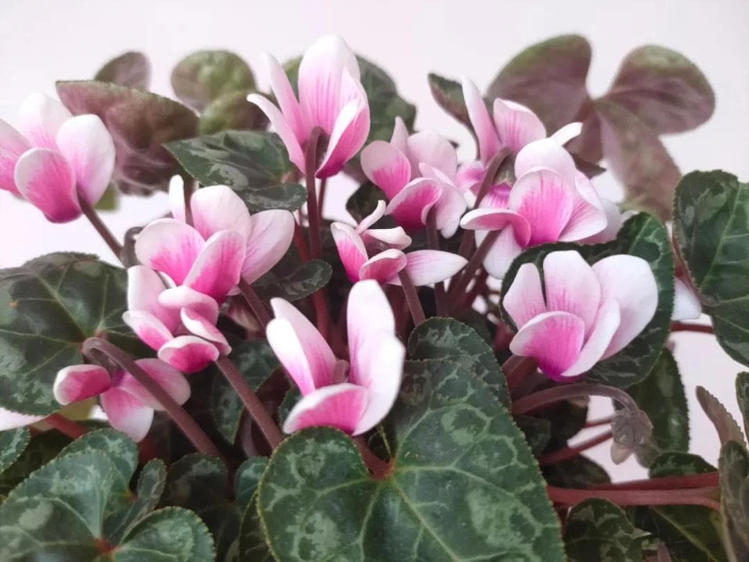 12 月仙客来开花，花后留种播种，收获无数娇艳盆栽，狂省一笔