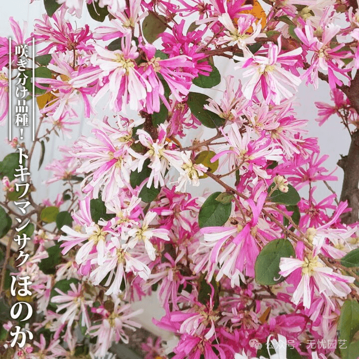 红花檵木的升级版本—三色檵木＇花吹雪”