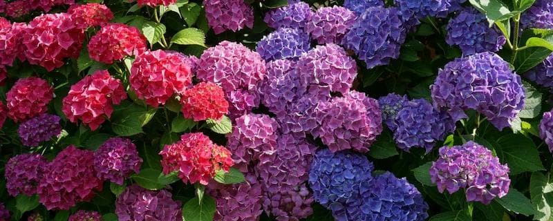 绣球花变色的秘密：土壤酸碱度如何影响花色？
