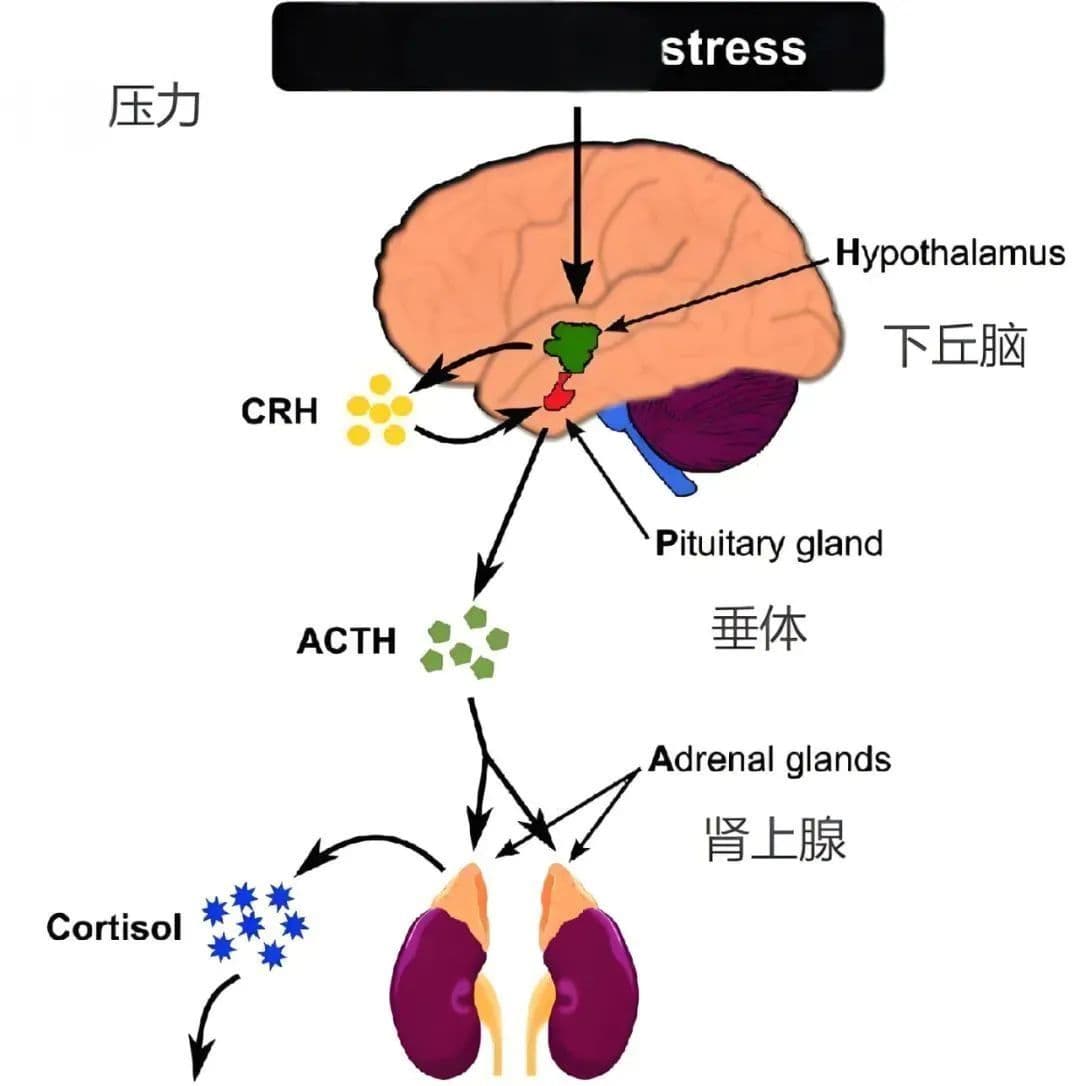 压力与脑健康：如何科学管理压力，保护大脑