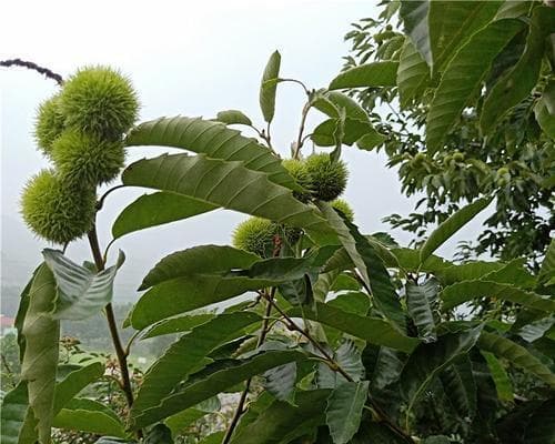 板栗树的生长环境与特点（从土壤、气候到生长特点，全方位了解板栗树的生存之道）