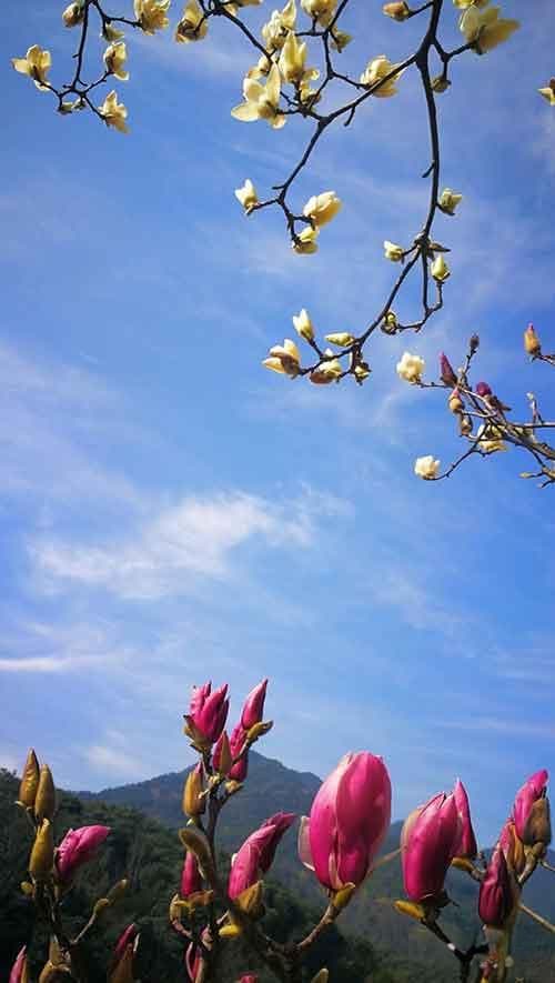 天津唯一的十方丛林寺院 曾供奉玄奘法师灵骨而闻名