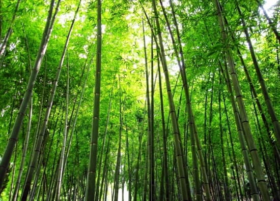 竹子的十大用途：从园林绿化到生态改善