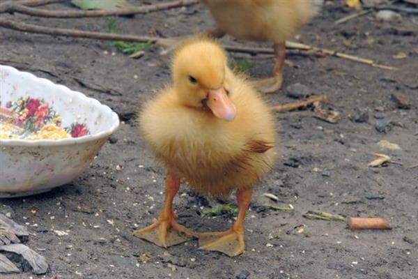 小鸭子饲养指南：从水果到快速养殖的全方位指导
