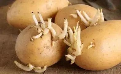 注意！这些发芽变色的食物存在毒素，不能乱吃！