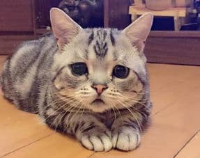 猫咪便秘怎么办？从饮食到生活细节全方位预防与缓解