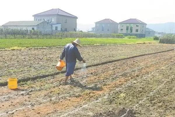 蓝莓种植技术全攻略：从选址到采摘的详细指南