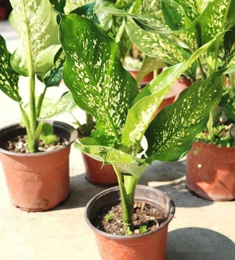 万年青：一种兼具观赏价值与文化寓意的植物