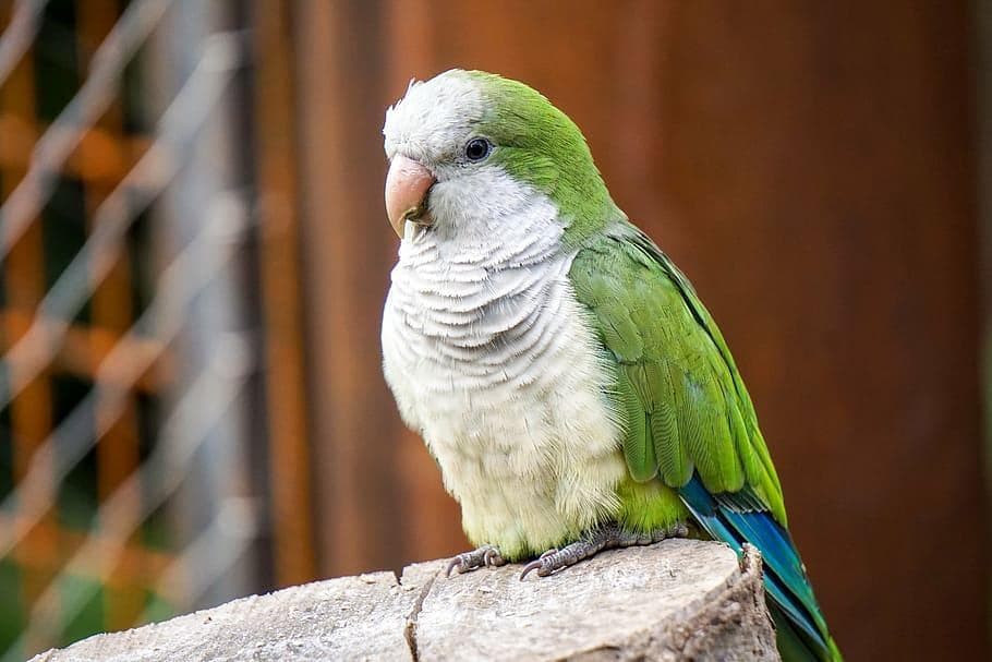 和尚鹦鹉 (Quaker Parrot)：独特外观与出色模仿力的中型鹦鹉