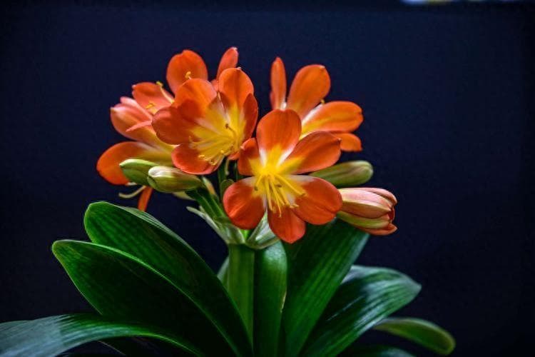 8种“发财花”，半月一杯水，寓意长寿致富
