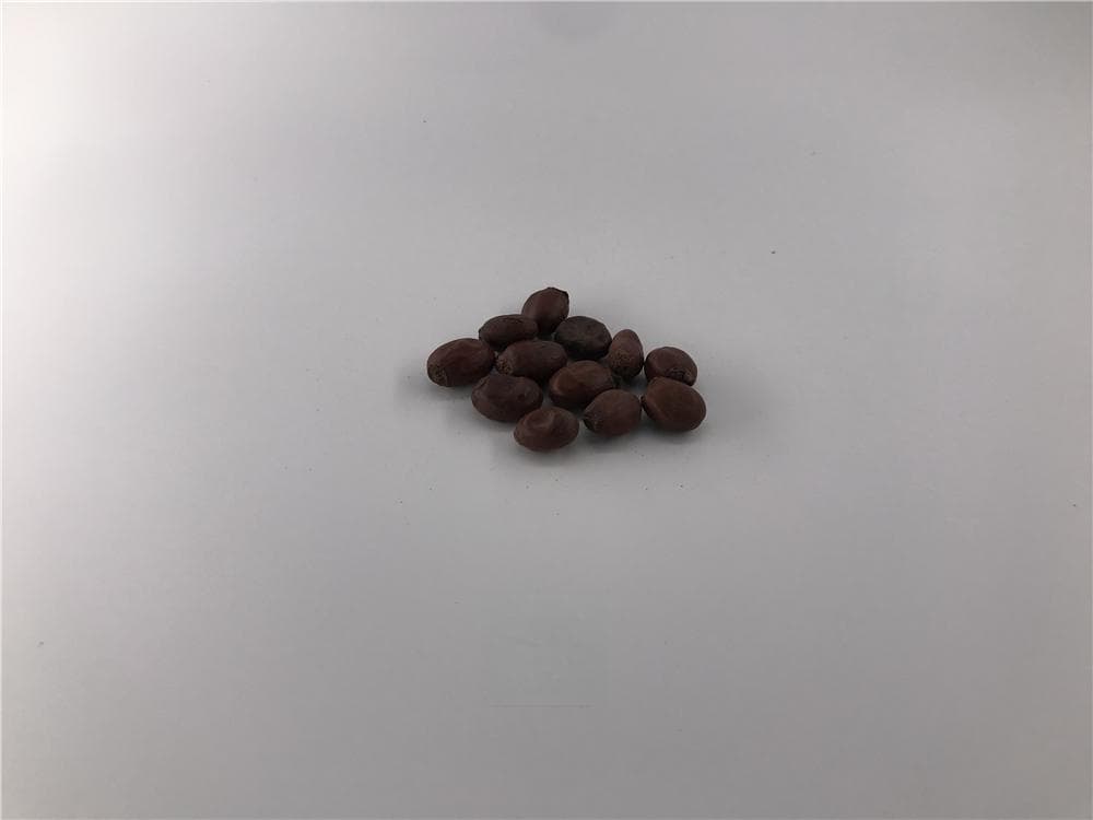 荔枝核的功效与应用