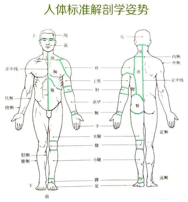 腧穴常用的定位方法
