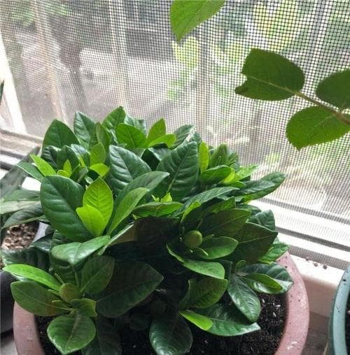 栀子花喜阴还是喜阳,喜阳耐阴，光照与养护之道