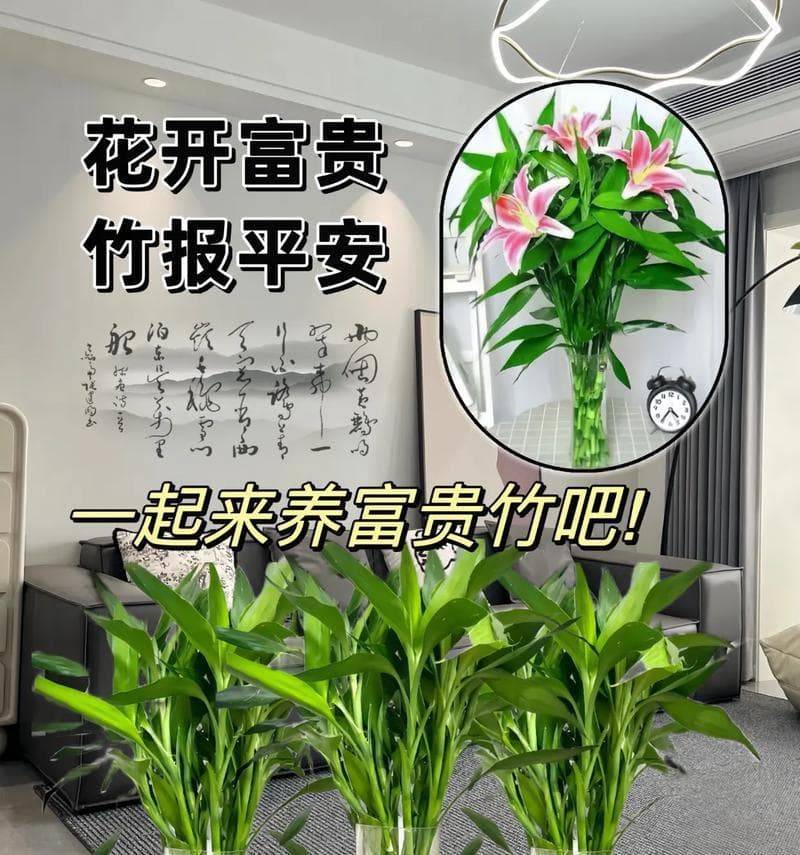 想要发财竹茁壮成长？这些养护要点要记牢
