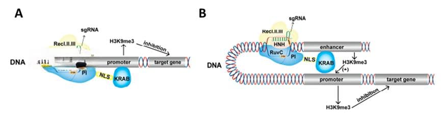 CRISPR/Cas9系统在转录调控中的应用