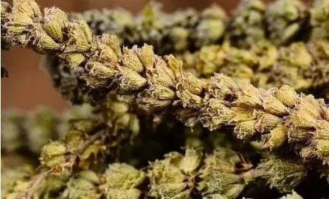 一味中药是皮肤瘙痒的克星，研粉装布袋，哪痒擦哪！