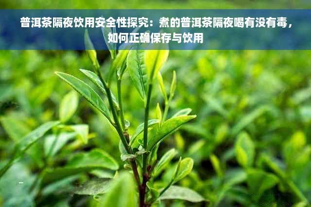 普洱茶隔夜饮用安全性探究：煮的普洱茶隔夜喝有没有毒，如何正确保存与饮用