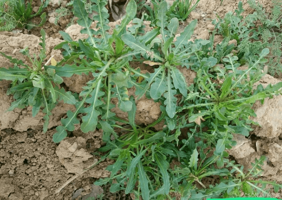 这种常见野菜竟是“天然降压药”，很多人当杂草扔掉