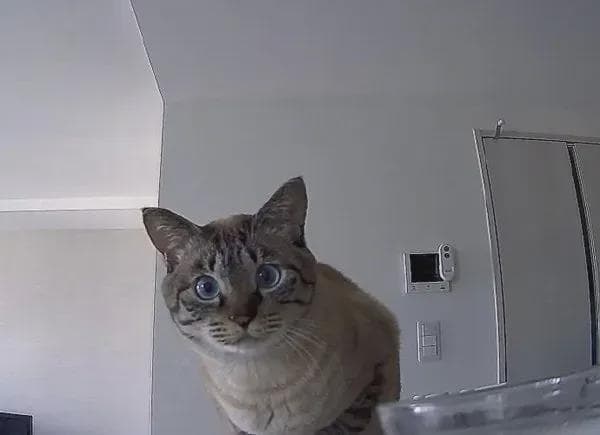 猫为什么总是盯着你一动不动？原来不是因为你长得好看！