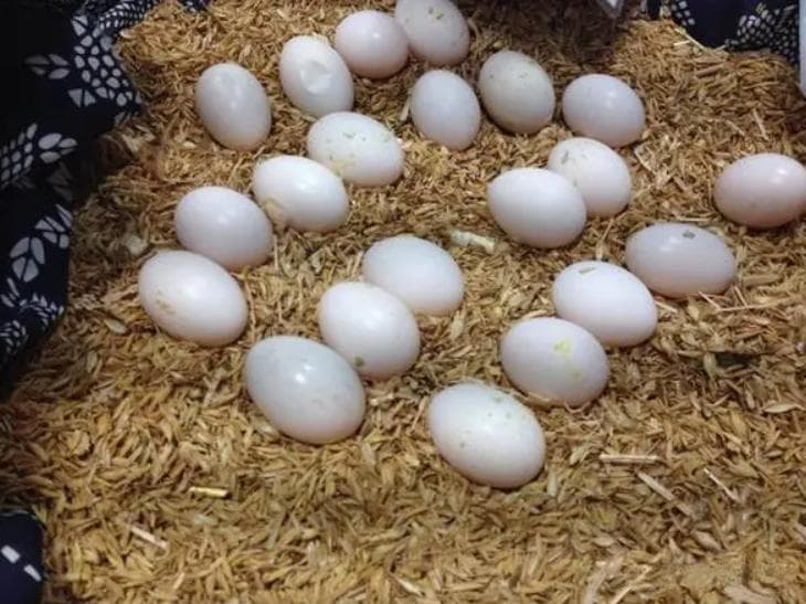 揭秘鸽子蛋：质量上乘的透明营养佳品
