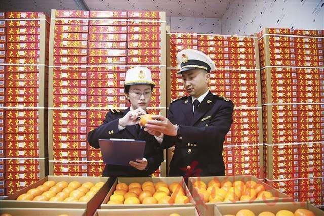 “闽味”水果热销全球！永春沃柑征服东南亚