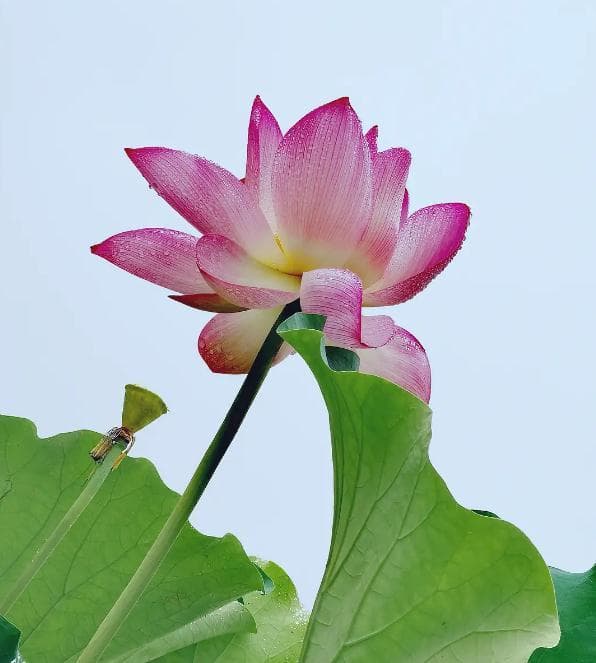 成语“蜉蝣撼大树”的典故与释义