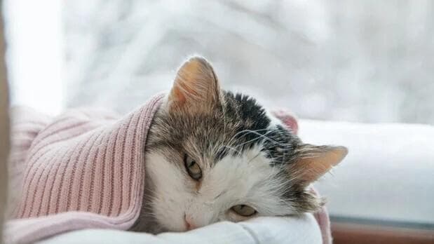 猫贫血症：原因、症状和治疗