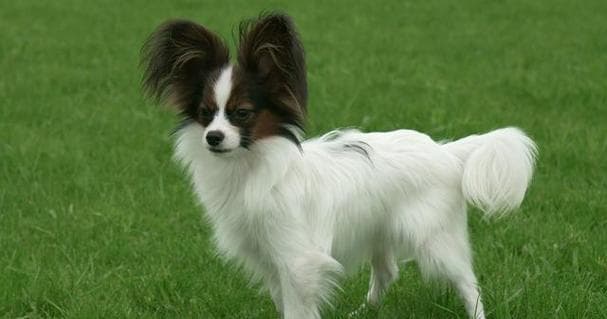 蝴蝶犬与边牧：两种受欢迎宠物犬的全方位对比