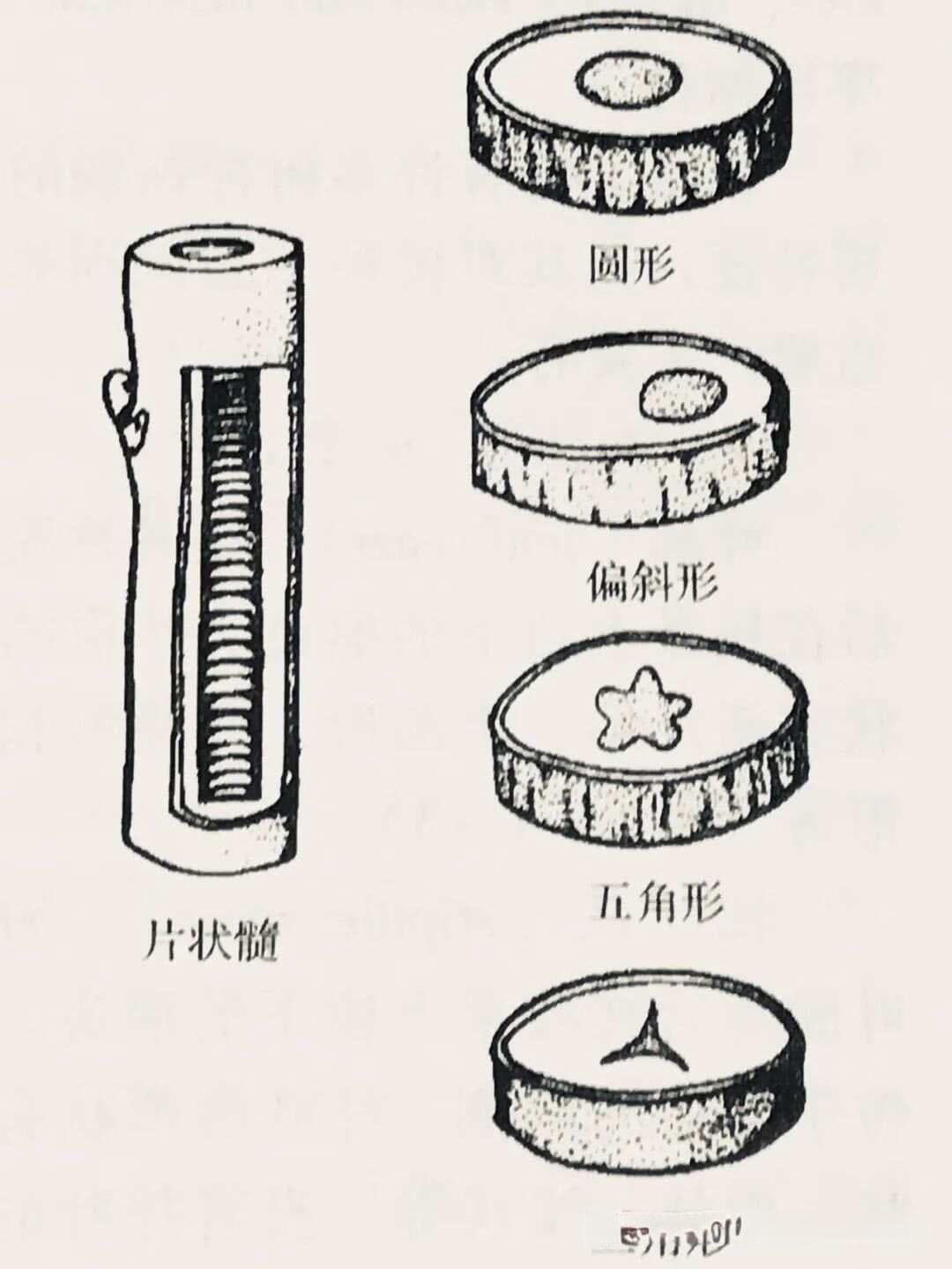 树木学：树木的形态特征（枝条、芽）