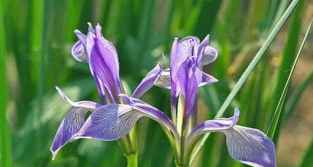 马兰花种植指南（春季种植，夏季养护，秋季开花）