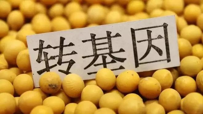 欧美国家都禁止转基因，我国为何在大力推广？背后原因很现实