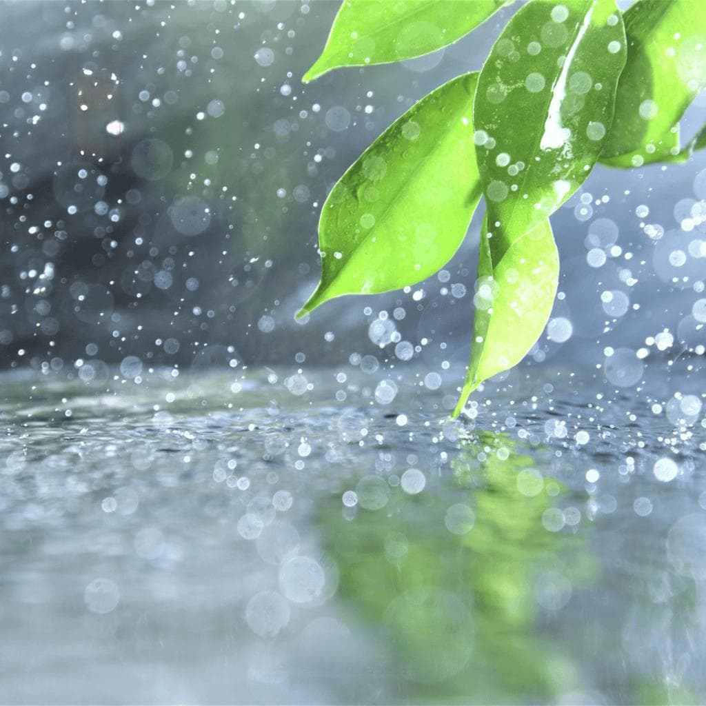 「雨水」时节鱼缸守则：从水温到微生物世界大战，你该注意的春季养鱼指南