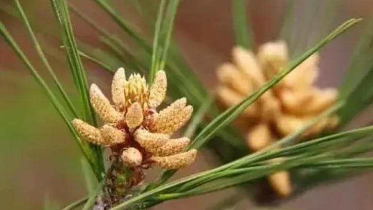 松花酒的功效与作用、禁忌和食用方法