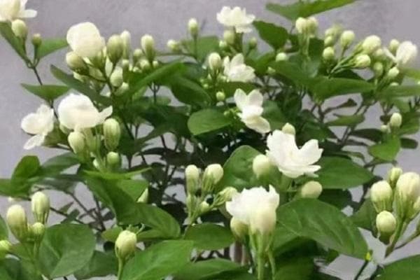 新买的茉莉花怎么移栽？