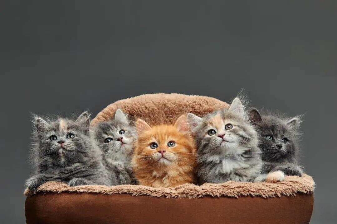猫咪冷知识：原来猫与猫的智商差距竟然这么大！