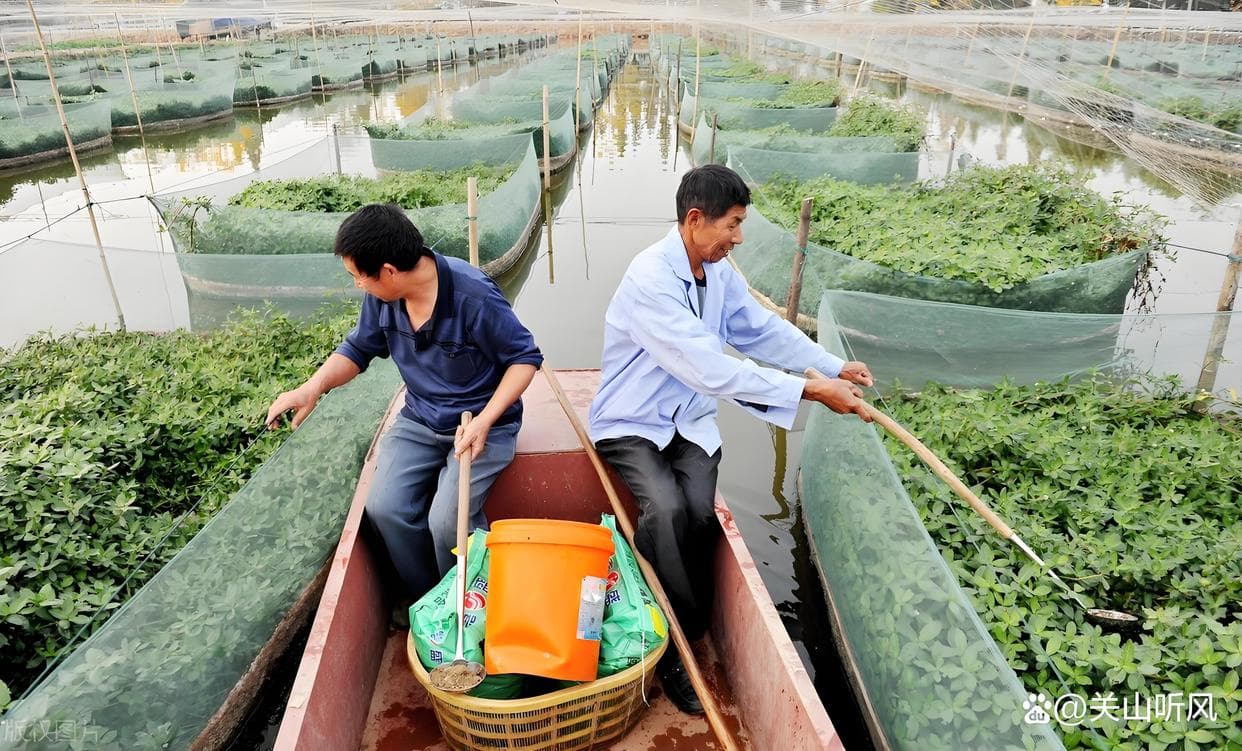 人工养殖黄鳝，目前有哪些最新养殖技术？