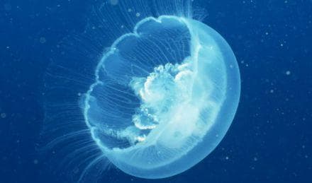 钵水母纲( Scyphozoa)生活史及形态特征解析