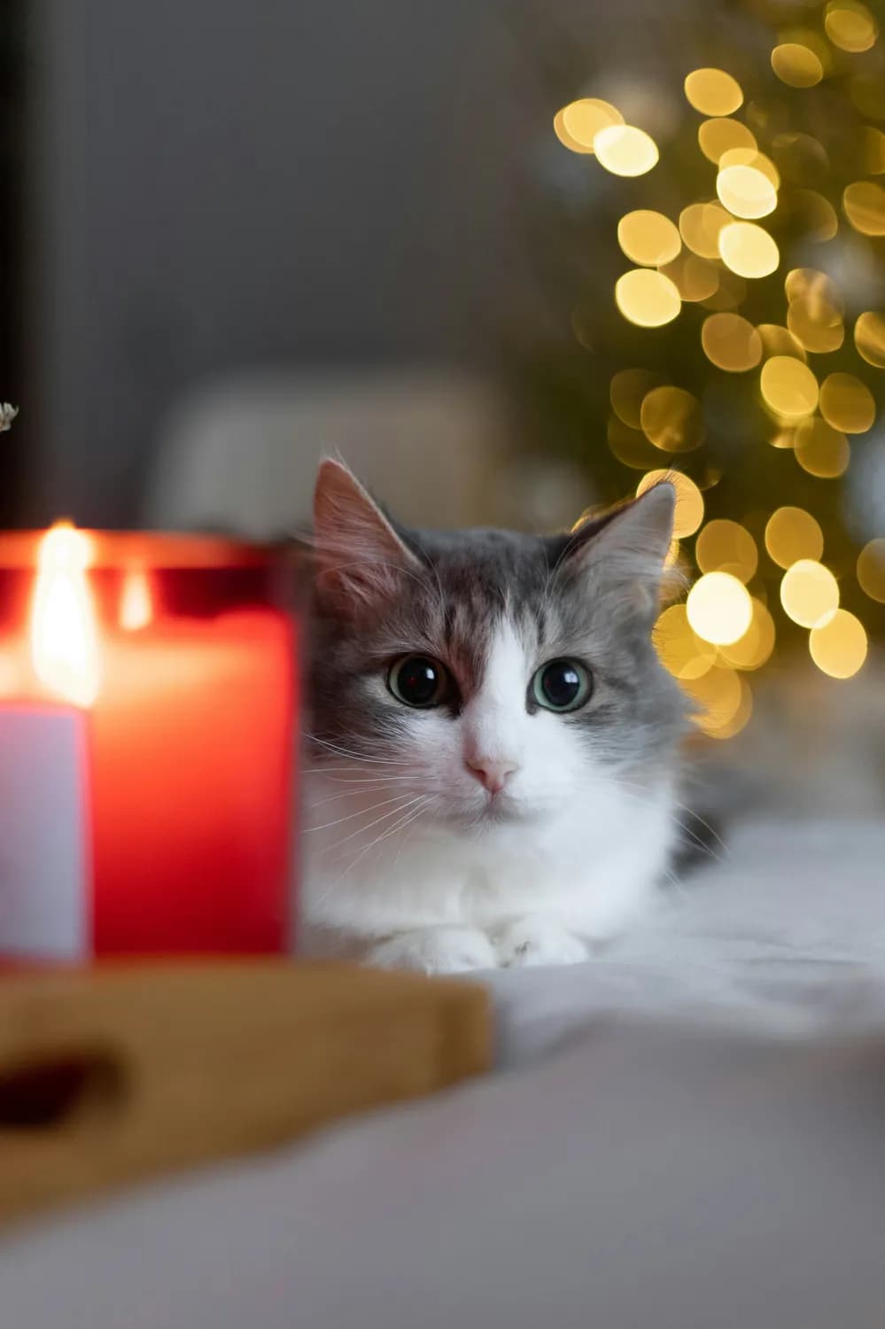 春节鞭炮声让猫咪害怕？这份实用指南请收好