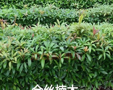 金丝楠种植条件适应哪些地区？（探究金丝楠的生长环境及其适应性）