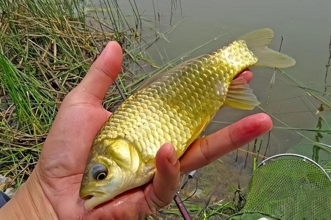 夏季晚上钓鲫鱼的最佳时机：揭秘鲫鱼夜间活力变化规律