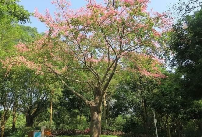 芙蓉花老了需要修剪吗 木芙蓉和水芙蓉有什么区别