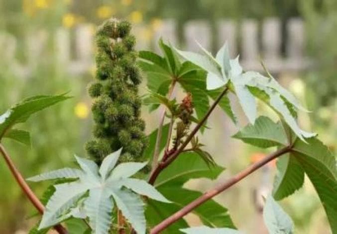 有毒！这些植物别摘别吃！广西疾控提醒