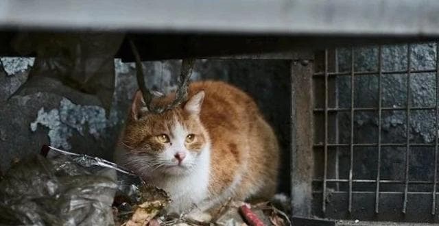 关于流浪猫的这些问题，必须重视起来了！