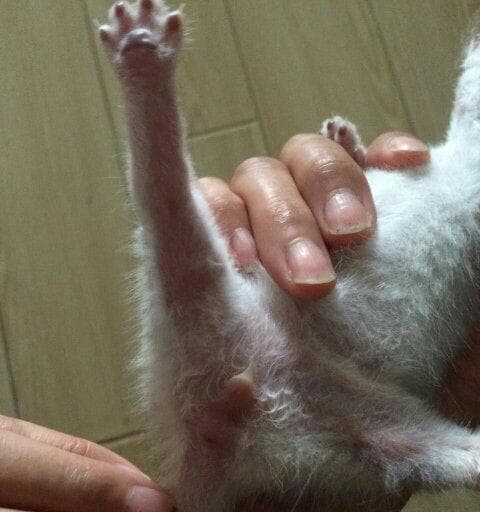 如何区分小猫的性别？一文详解公猫母猫的辨别方法