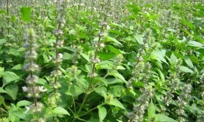 如何科学地种植防风？（防风种植时间、方法、注意事项全解析）