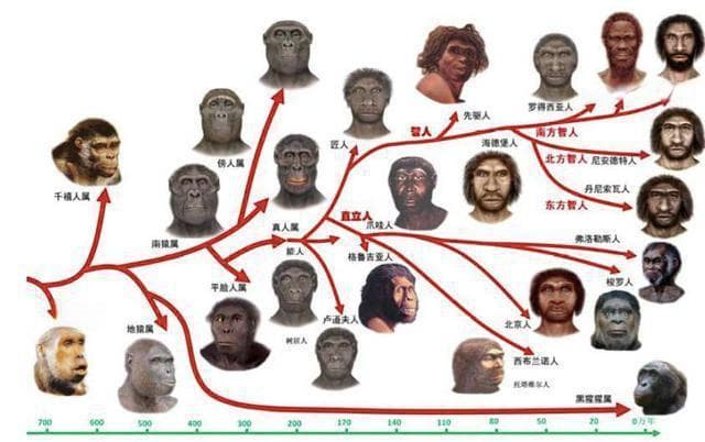 猴子进化成人类的过程，为什么如此同步？