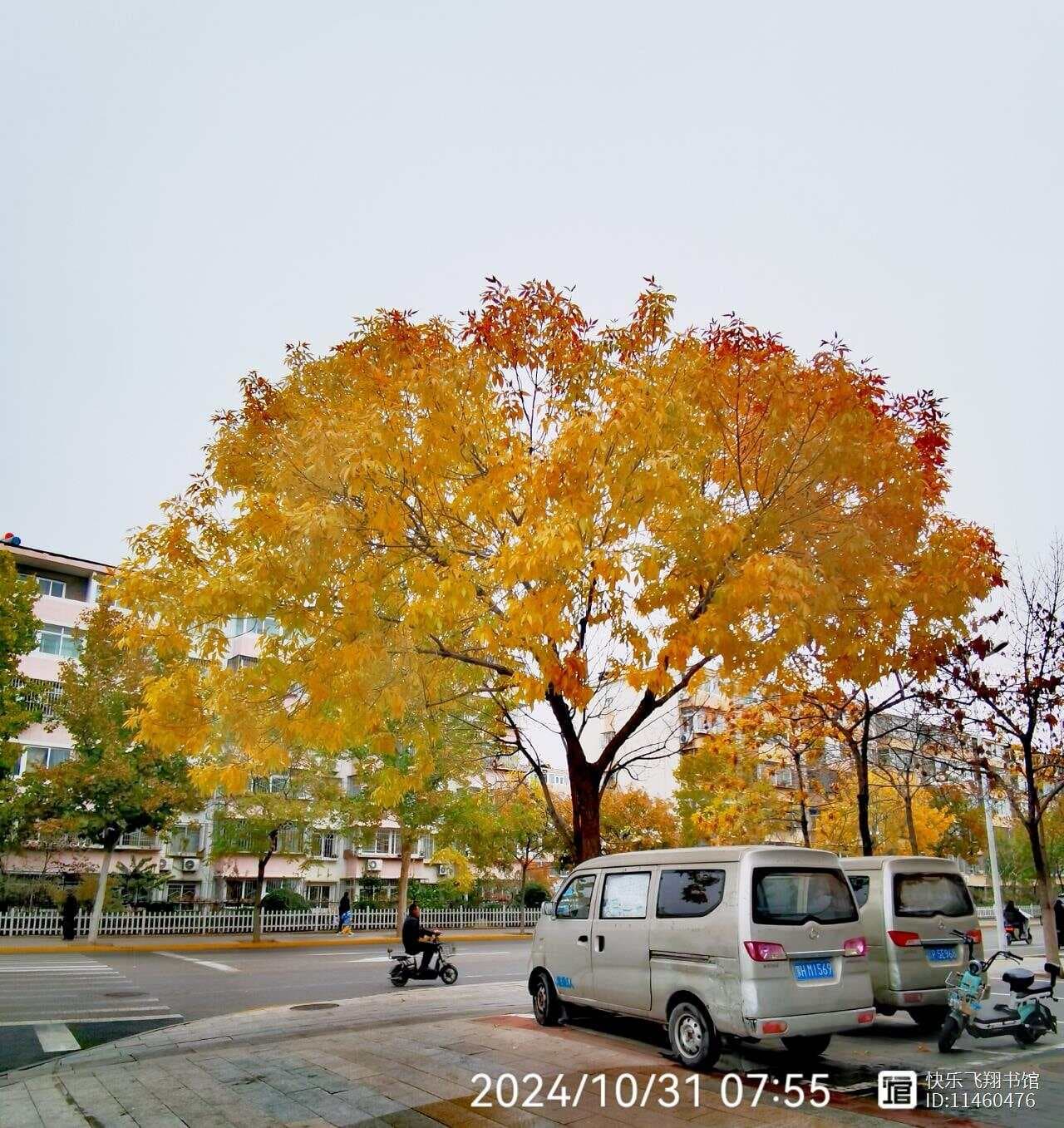 黑巧克力：健康生活的新选择