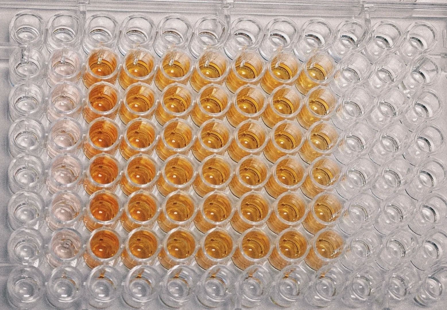 CCK8实验在细胞增殖研究中的应用与优势