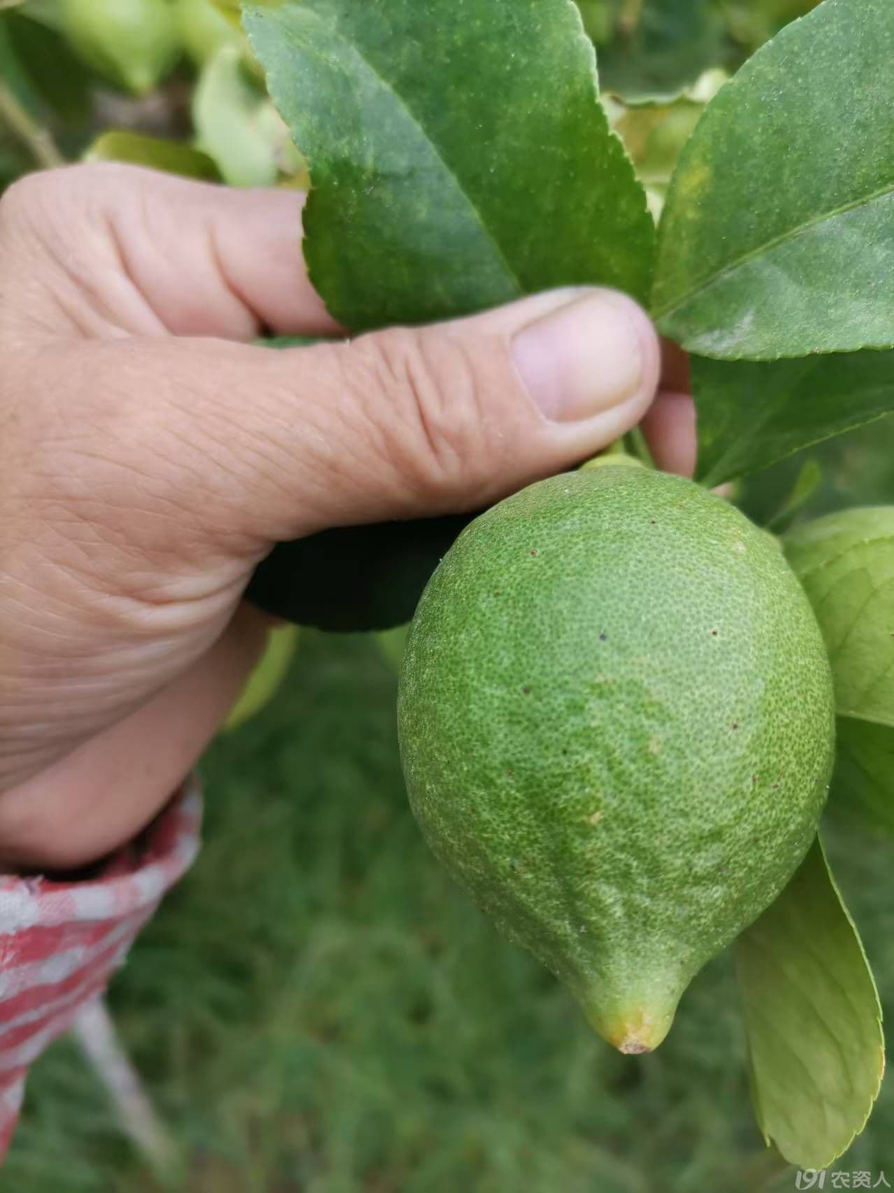 柠檬红蜘蛛危害及防治方案