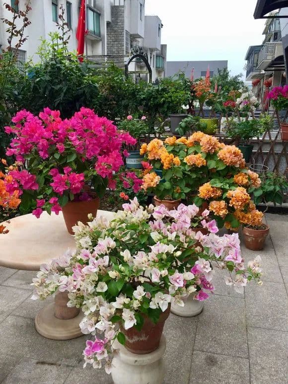 三角梅春天有“4怕”，避开了才能枝叶茂盛，吐花芽！